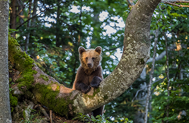 FotoNatur - Rjavi medved / Ursus arctos